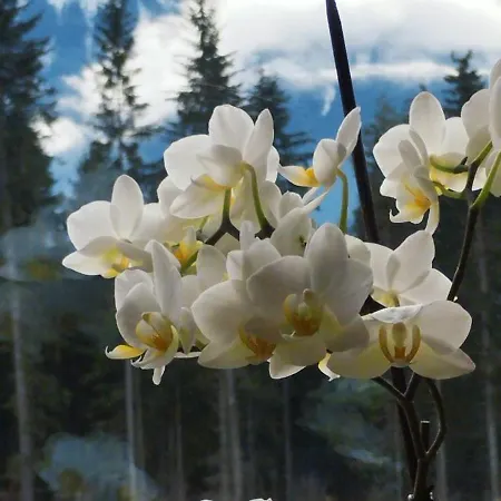 Almhuette Zwei Welten 3*