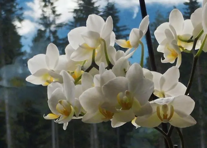 Almhuette Zwei Welten 3*